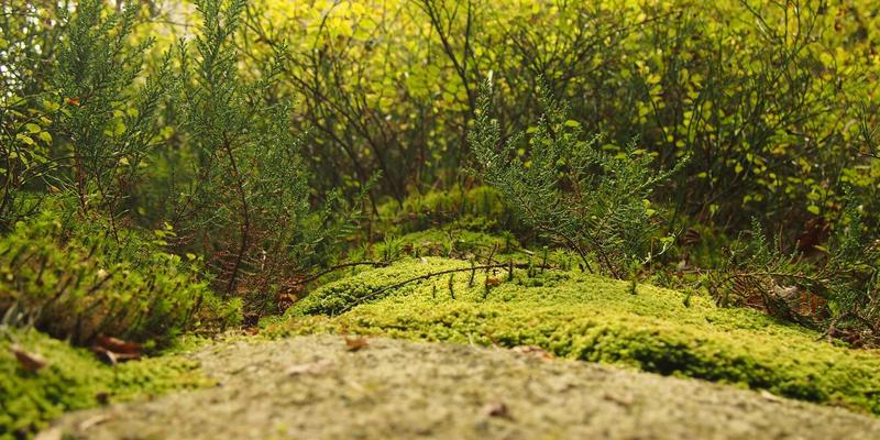 技术文档与知识分享的宝藏:如何高效获取免费资源下载