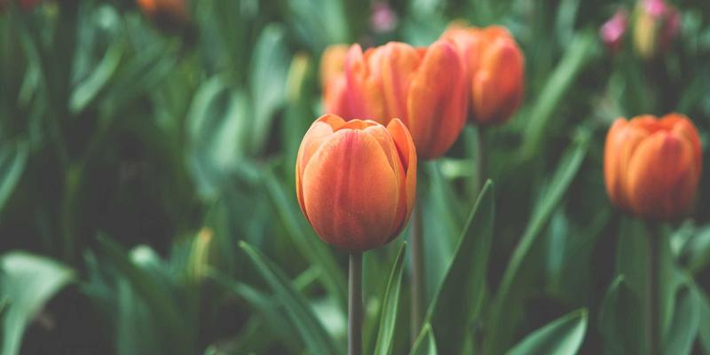 资源下载83：知识分享、软件下载与教程资源的全方位指南