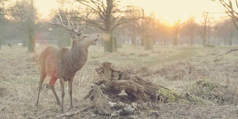 资源下载84：高效获取技术文档与免费资源的完整指南